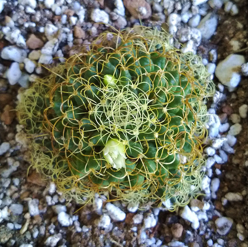 Mammillaria camptotricha cv. marnier-lapostollei